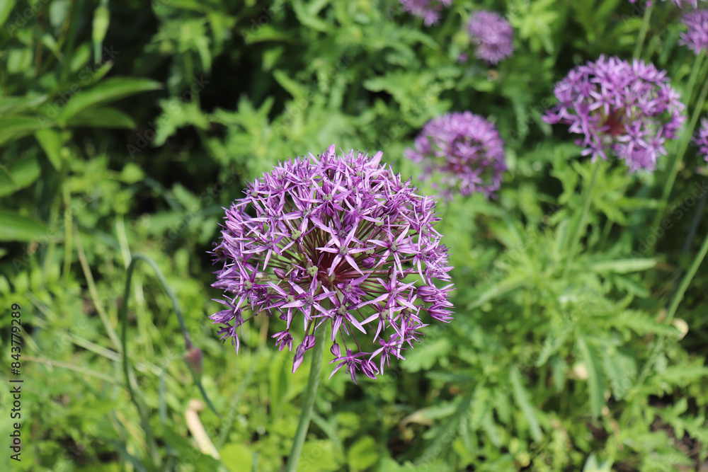 Beautiful purple flowers of allium aflatunense on a bright sunny day in the organic garden. Allium aflatunense is a species of plant in the Amaryllis family. Beautiful purple flowers of allium aflatunense on a bright sunny day in the organic garden. Allium aflatunense is a species of plant in the Amaryllis family.