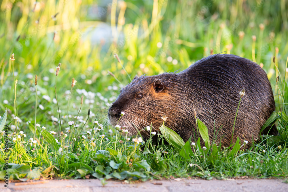 Nutria, coypu herbivorous, semiaquatic rodent member of the family Myocastoridae on the meadow, baby animals, habintant wetlands, river rat Nutria, coypu herbivorous, semiaquatic rodent member of the family Myocastoridae on the meadow, baby animals, habintant wetlands, river rat