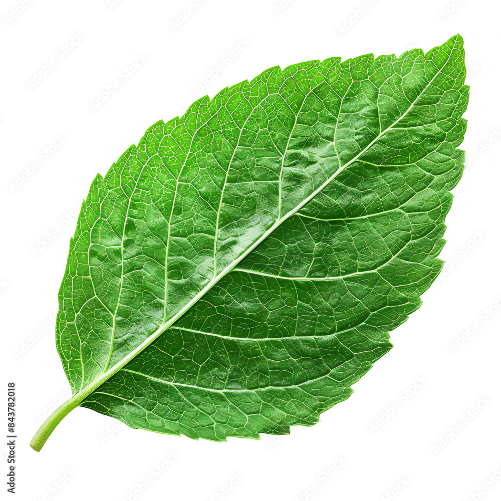 Obraz premium Green leaf die cut PNG style isolated on white and transparent background