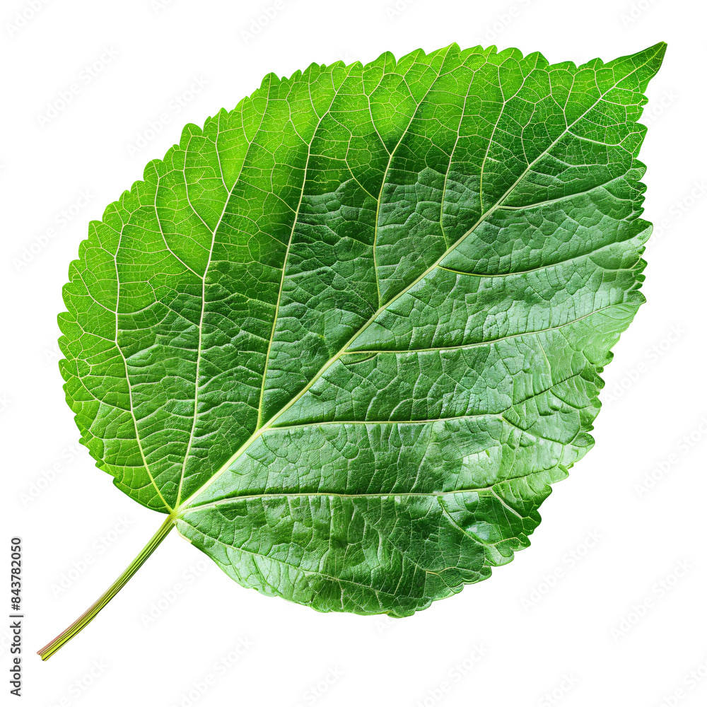 Fototapeta premium Green leaf die cut PNG style isolated on white and transparent background