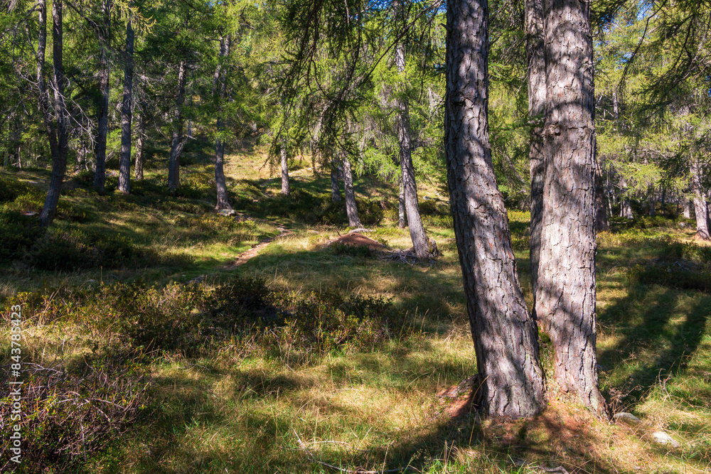 Fototapeta premium beautiful coniferous forest on the mountain slope