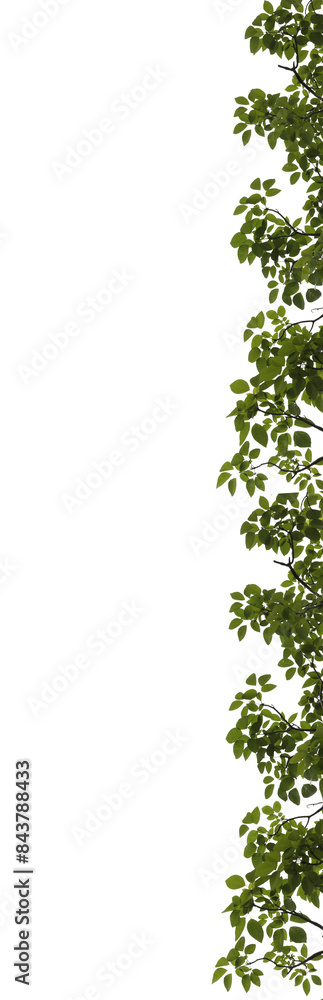 Green leaves with branch on transparent background (PNG file). Green leaves with branch on transparent background (PNG file).