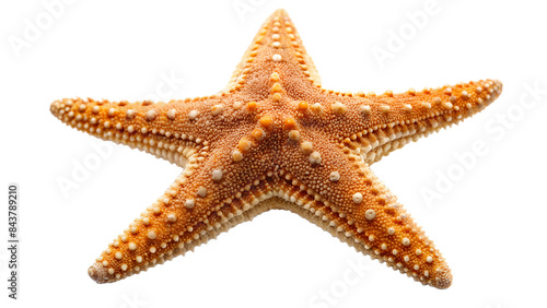 a close-up view of a starfish against on isolated background