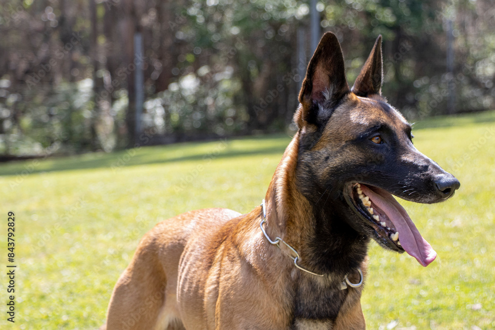 belgian malinois shepherd dog with metal collar in a meadow belgian malinois shepherd dog with metal collar in a meadow