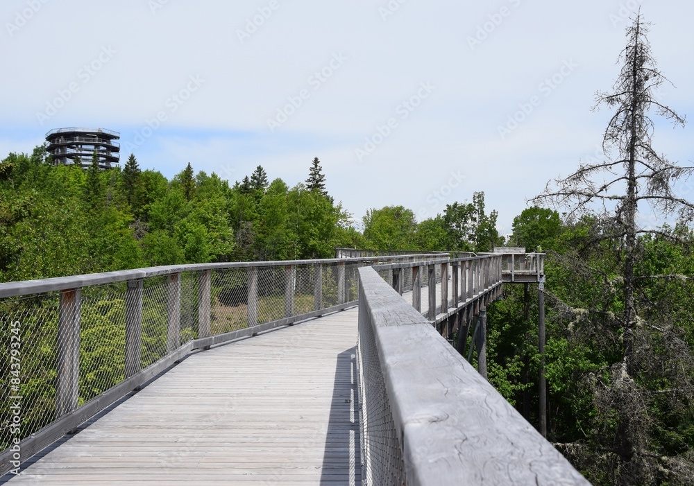 the tree top walking path in the Laurentian mountain the tree top walking path in the Laurentian mountain