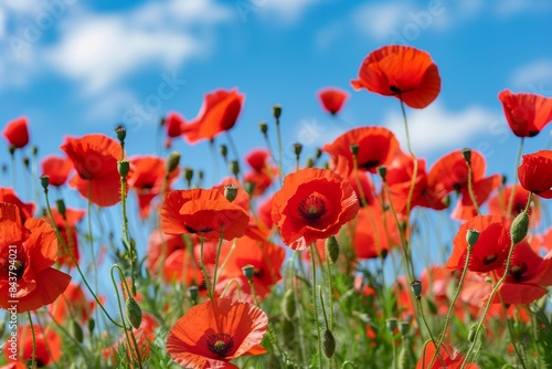 Vibrant Red Poppy Field Under Clear Blue Sky - Ideal for Nature Posters  Print Design