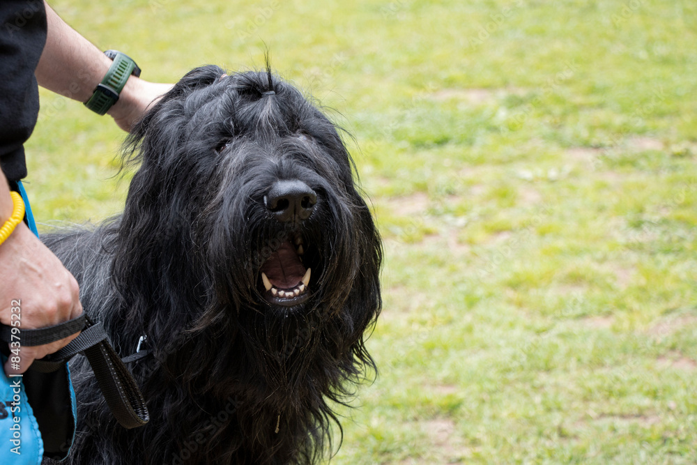 Bree shepherd dog, black in color and with a bow on its head Bree shepherd dog, black in color and with a bow on its head