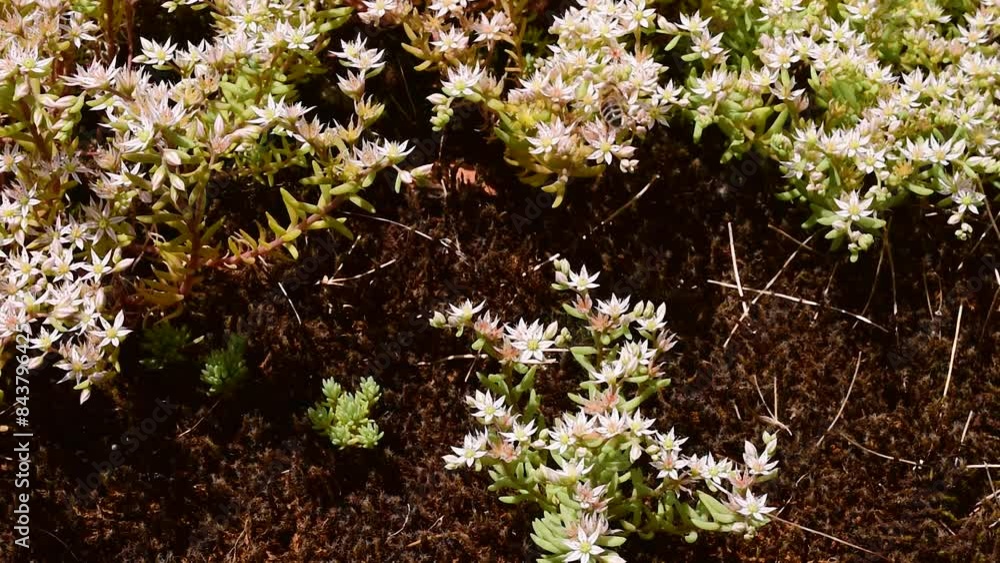 bee on white flowers of Sedum Hispanicum,the Spanish stonecrop,a species of plant in the family Crassulaceae,in early June in the Italian region Lazio,macro close-up bee on white flowers of Sedum Hispanicum,the Spanish stonecrop,a species of plant in the family Crassulaceae,in early June in the Italian region Lazio,macro close-up