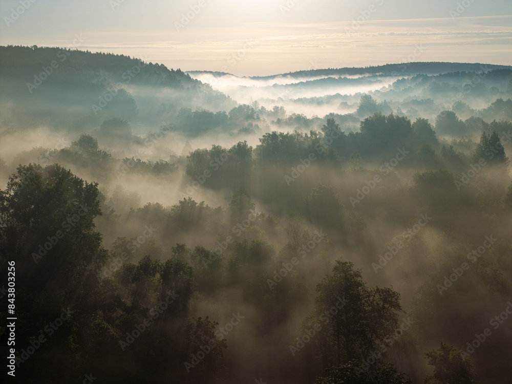 A foggy morning in a forest A foggy morning in a forest