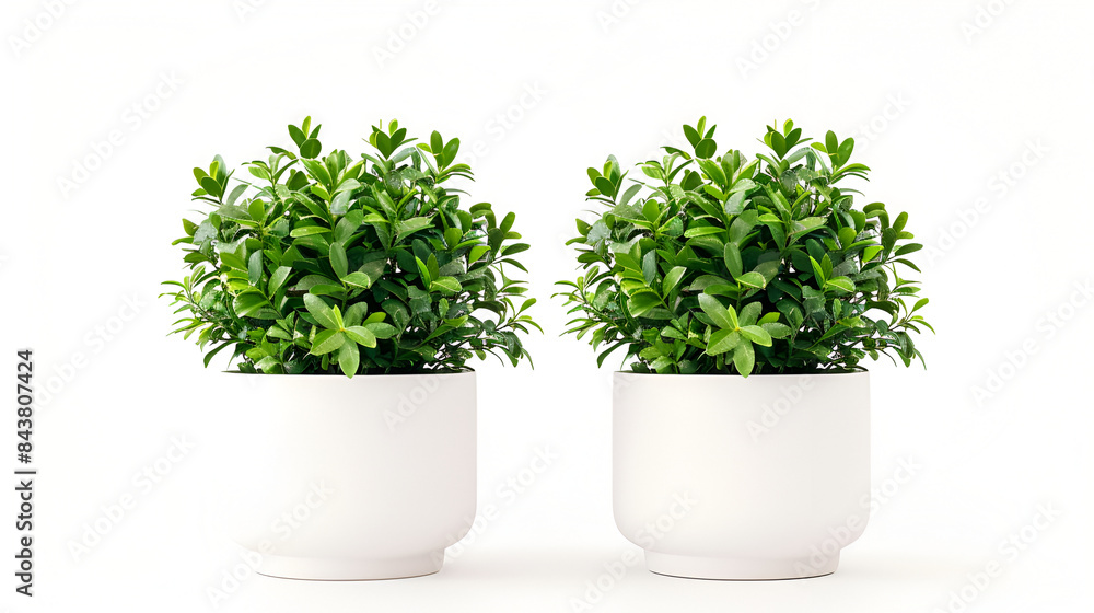 a small green seedling in a flowerpot isolated in white background ,Exploring the Technology of Bushings On White Background a small green seedling in a flowerpot isolated in white background ,Exploring the Technology of Bushings On White Background