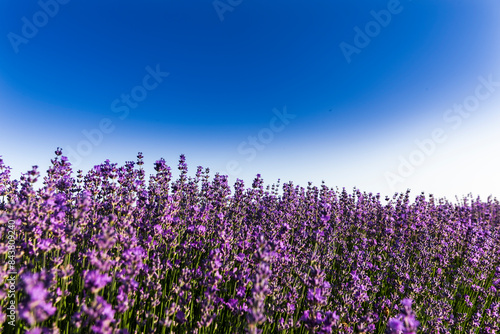 Lavendelfeld bei Dobrich in Bulgarien