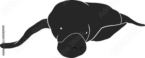 Amazonian manatee. Trichechus inunguis