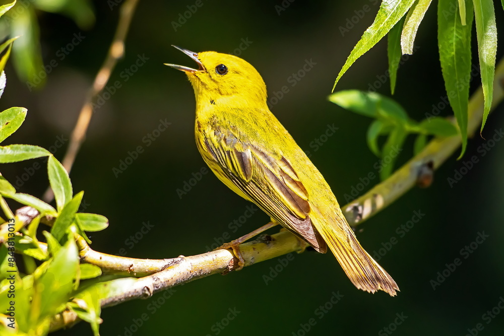 Obraz premium Yellow Warbler
