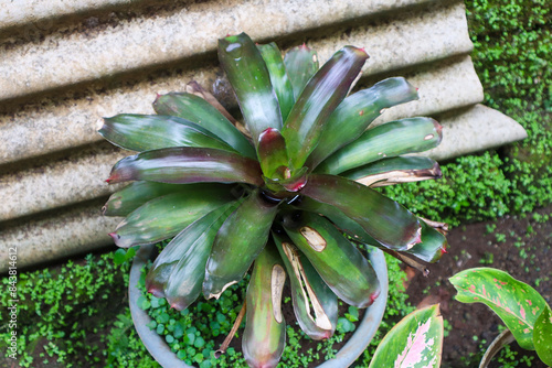 Neoregelia carolinae is a plant species native and endemic to Brazil photo