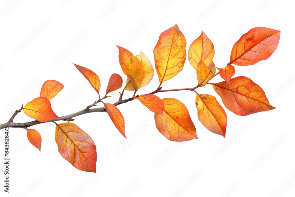 Obraz premium A branch of vibrant orange and yellow autumn leaves on a black background.