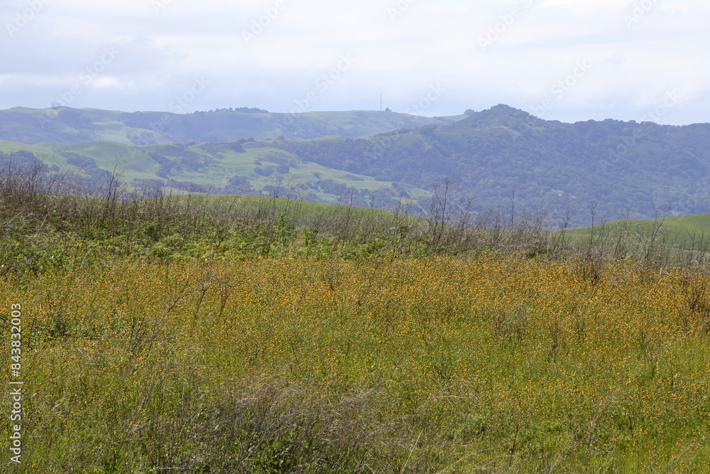 Wildflowers bloom in the East Bay Hills of Northern California Wildflowers bloom in the East Bay Hills of Northern California