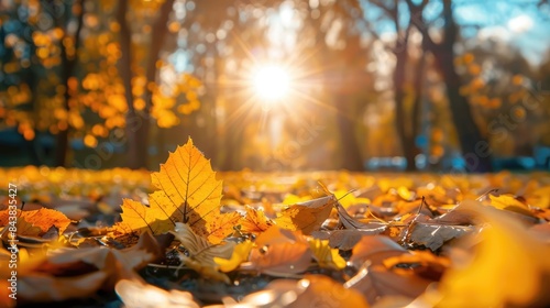Golden Foliage and Bright Sun in Autumn Park © 2rogan
