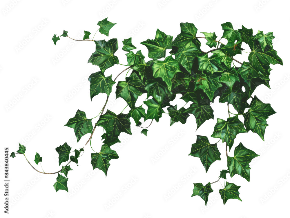 A lush green ivy vine with delicate leaves, isolated on a black background. Perfect for nature and growth themes. A lush green ivy vine with delicate leaves, isolated on a black background. Perfect for nature and growth themes.