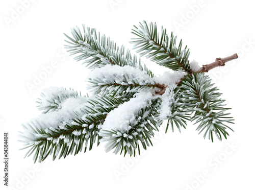 Pine branches covered with snow on transparent background