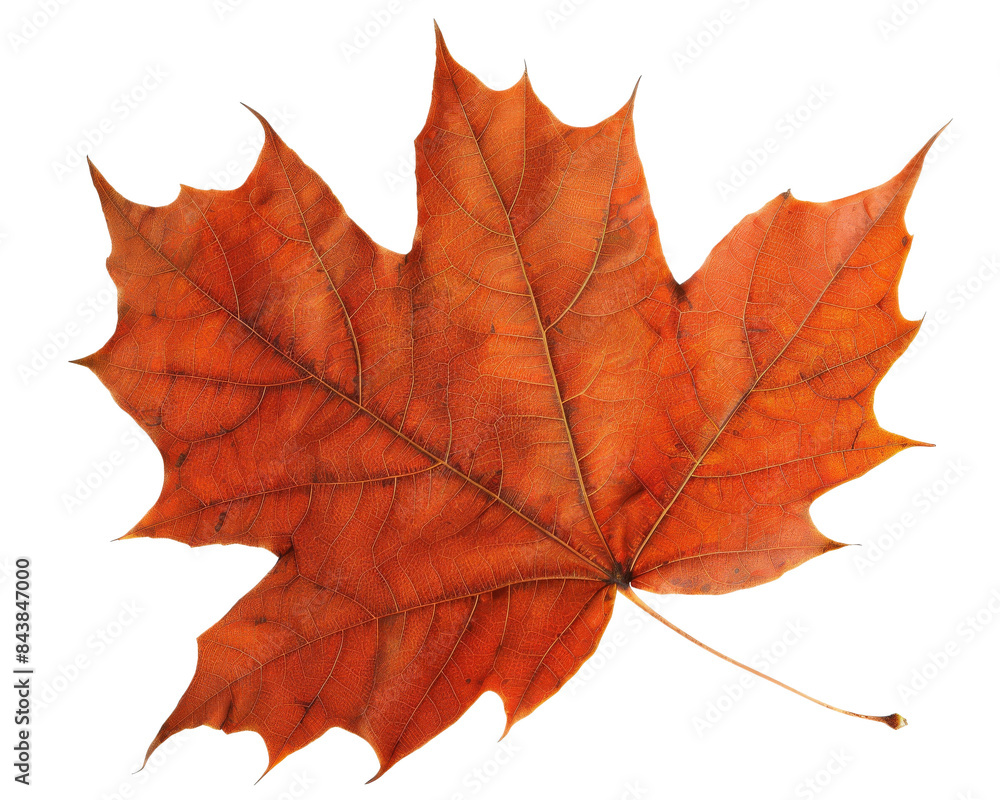 Obraz premium A single, vibrant orange maple leaf with intricate veins, isolated on a black background. Perfect for fall-themed designs.