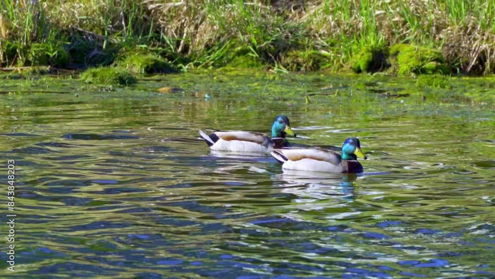 Dive into the fascinating world of the mallard duck, also known as the wild duck. Learn about its behavior, habitat, diet, and more in this educational video series. Dive into the fascinating world of the mallard duck, also known as the wild duck. Learn about its behavior, habitat, diet, and more in this educational video series.