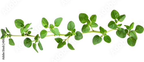 A sprig of fresh green oregano leaves.
