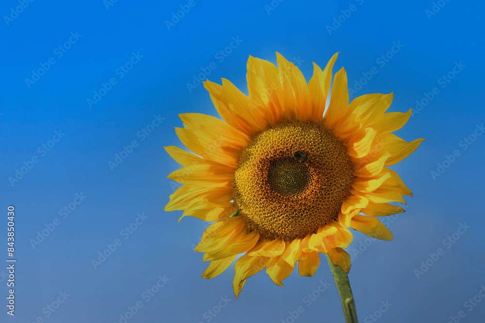 Banner of bright yellow sunflower and blue cloudless sky. Banner of bright yellow sunflower and blue cloudless sky.