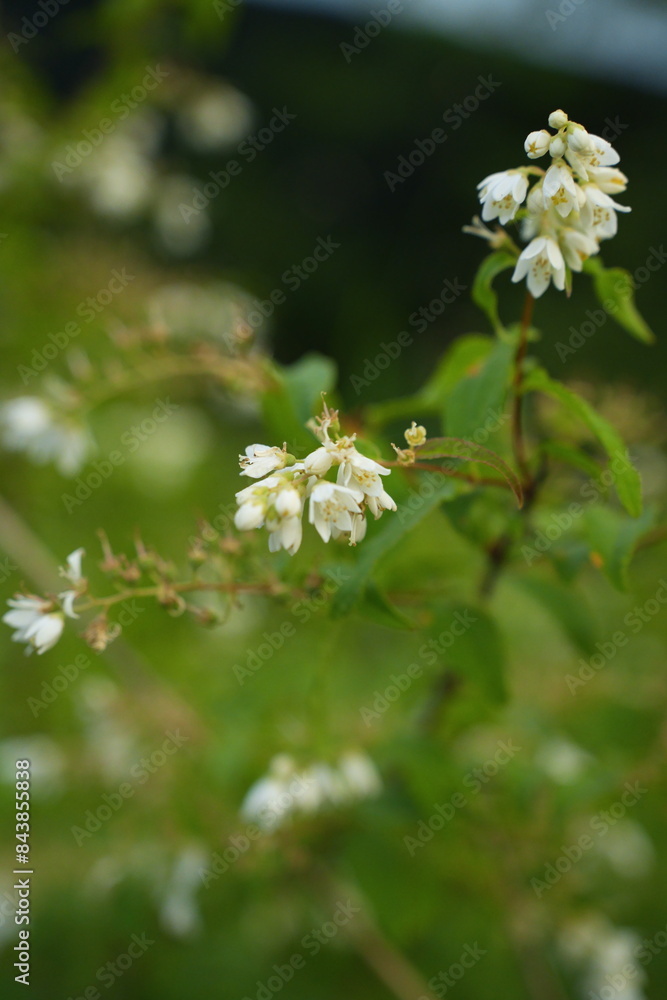 Obraz premium 草花に触れることで心が癒やされる瞬間があります。