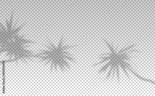 Shadow of leaf from window. Shadows palm leaves isolated on transparent background. Reflected flowers for effects overlay. Plants shades. Leafes tree. Light sunshine bush for summer design. Vector