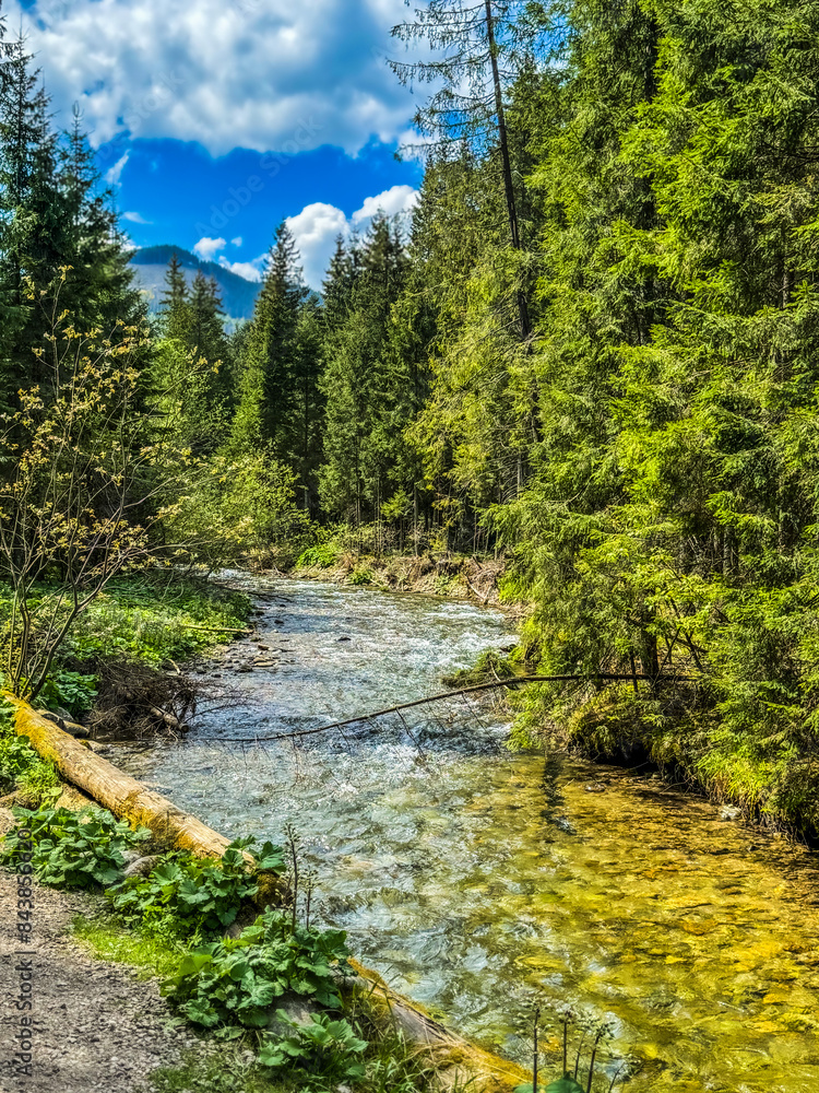river in the forest and mountains in the summer river in the forest and mountains in the summer