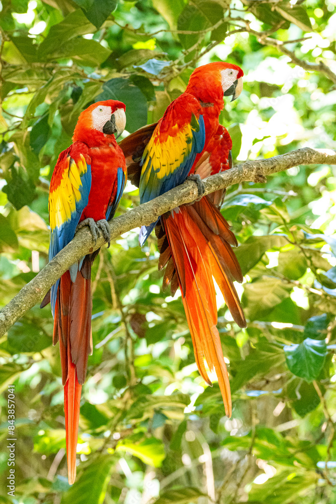 Obraz premium Mittelamerika Honduras, El Salvador, Wilde Tiere, Natur, Pflanzen, Reisen, Travel