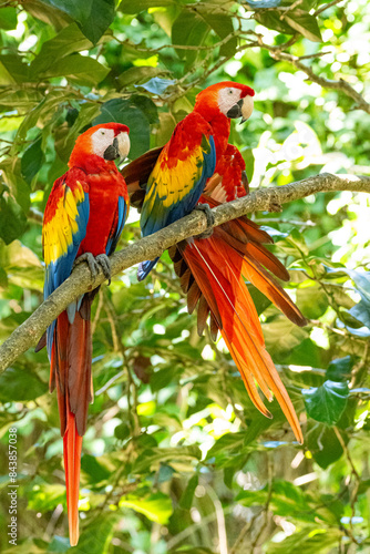 Mittelamerika Honduras, El Salvador, Wilde Tiere, Natur, Pflanzen, Reisen, Travel © BerndVollmer