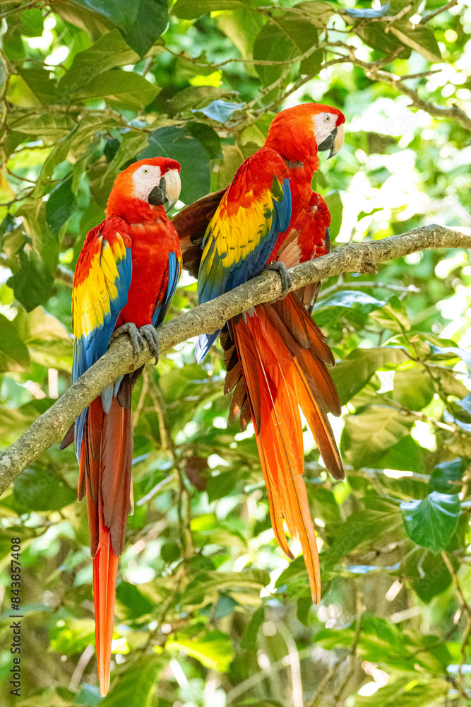 Obraz premium Mittelamerika Honduras, El Salvador, Wilde Tiere, Natur, Pflanzen, Reisen, Travel
