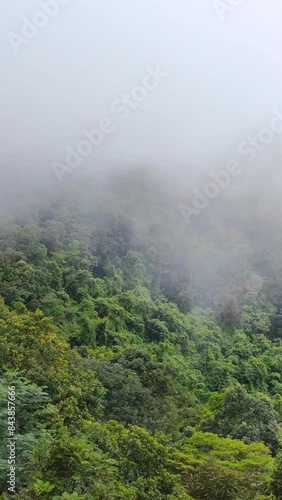 Green Nature with White Misty Fog Flowing cover the top of mountain tree at Doi Sakad Pua  Nan Thailand in Rainy Season - abstract background  photo