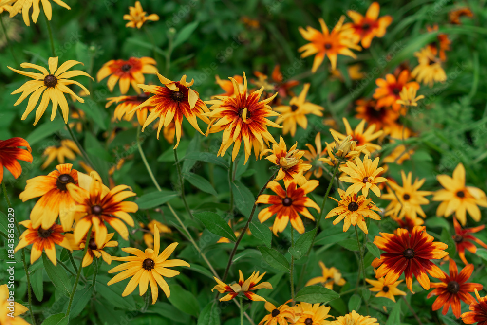Orange gardens rudbeckia flower. Rudbecia in landscape design. Summer floral background Orange gardens rudbeckia flower. Rudbecia in landscape design. Summer floral background