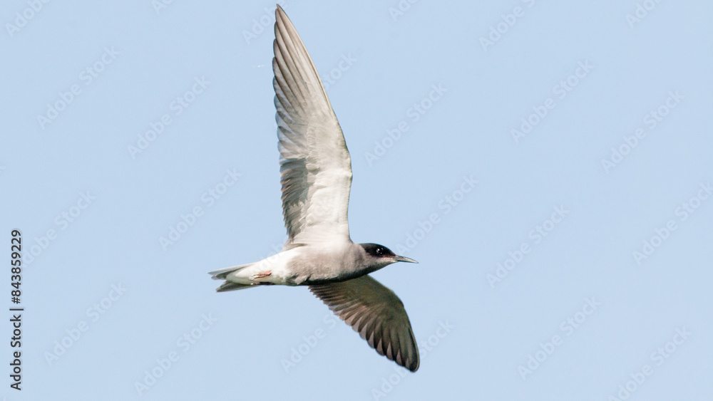 Fototapeta premium seagull in the sky