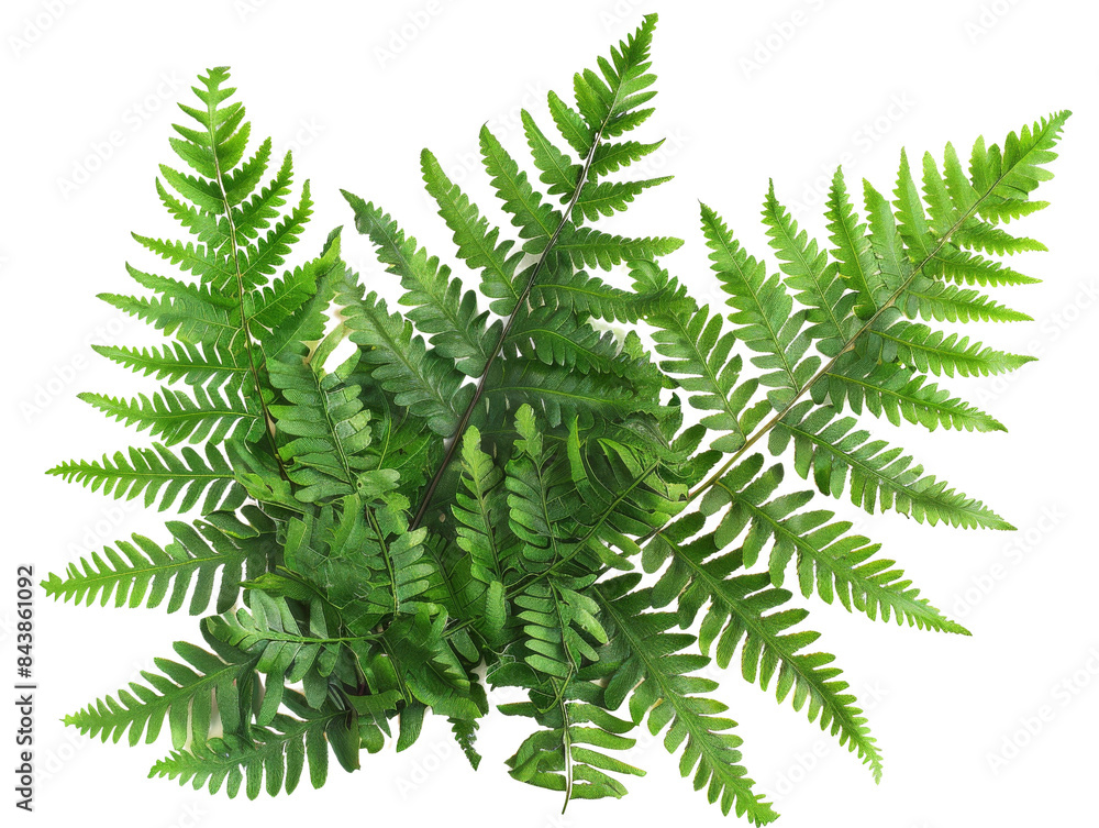 Close-up of lush green fern fronds with intricate details. Perfect for nature, botany, or botanical themes. Close-up of lush green fern fronds with intricate details. Perfect for nature, botany, or botanical themes.
