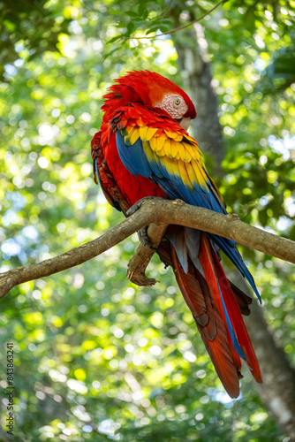 Mittelamerika Honduras, El Salvador, Wilde Tiere, Natur, Pflanzen, Reisen, Travel