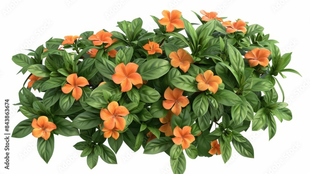 realistic 3d illustration of lush crossandra infundibuliformis bush isolated on white detailed plant rendering realistic 3d illustration of lush crossandra infundibuliformis bush isolated on white detailed plant rendering
