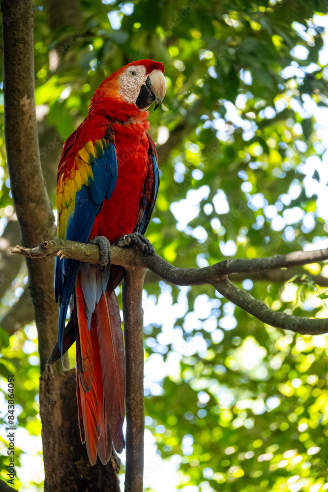 Obraz premium Mittelamerika Honduras, El Salvador, Wilde Tiere, Natur, Pflanzen, Reisen, Travel