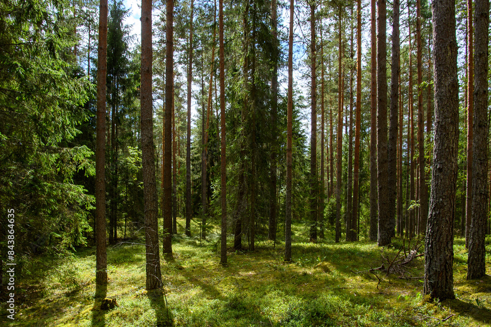 Pine forest on a beautiful sunny summer day in Estonia Pine forest on a beautiful sunny summer day in Estonia