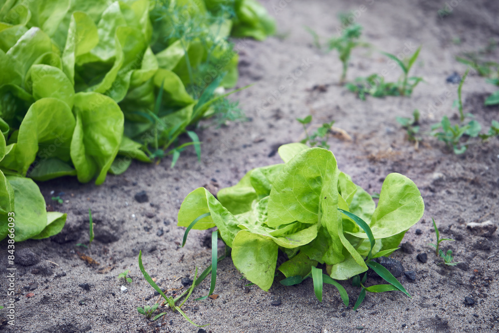 Sałata siewna, Lactuca sativa L. Sałata siewna, Lactuca sativa L.
