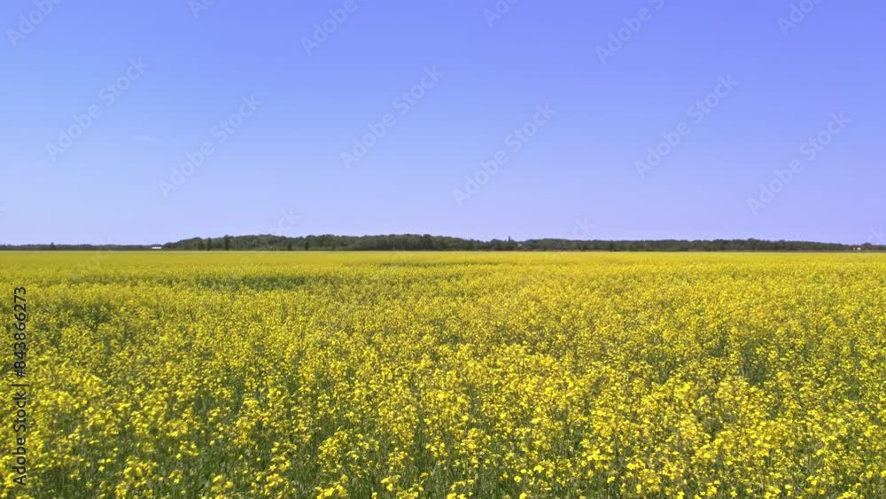 Arial view of the rapeseed field at countryside summer season. Canola plant yellow background. Agricultural landscape. Canola oilseed crop for industry and culinary. Arial view of the rapeseed field at countryside summer season. Canola plant yellow background. Agricultural landscape. Canola oilseed crop for industry and culinary.