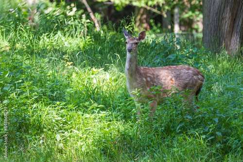 Sika deer - Cervus nippon stands on a meadow in the grass. Wild foto photo