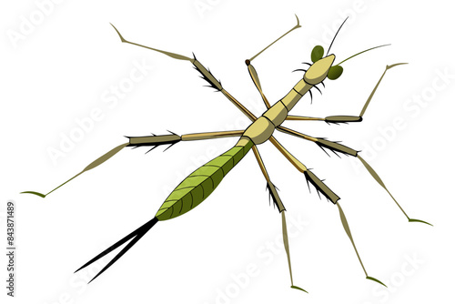 Wallpaper Mural Stick  insect vector artwork and illustration Torontodigital.ca