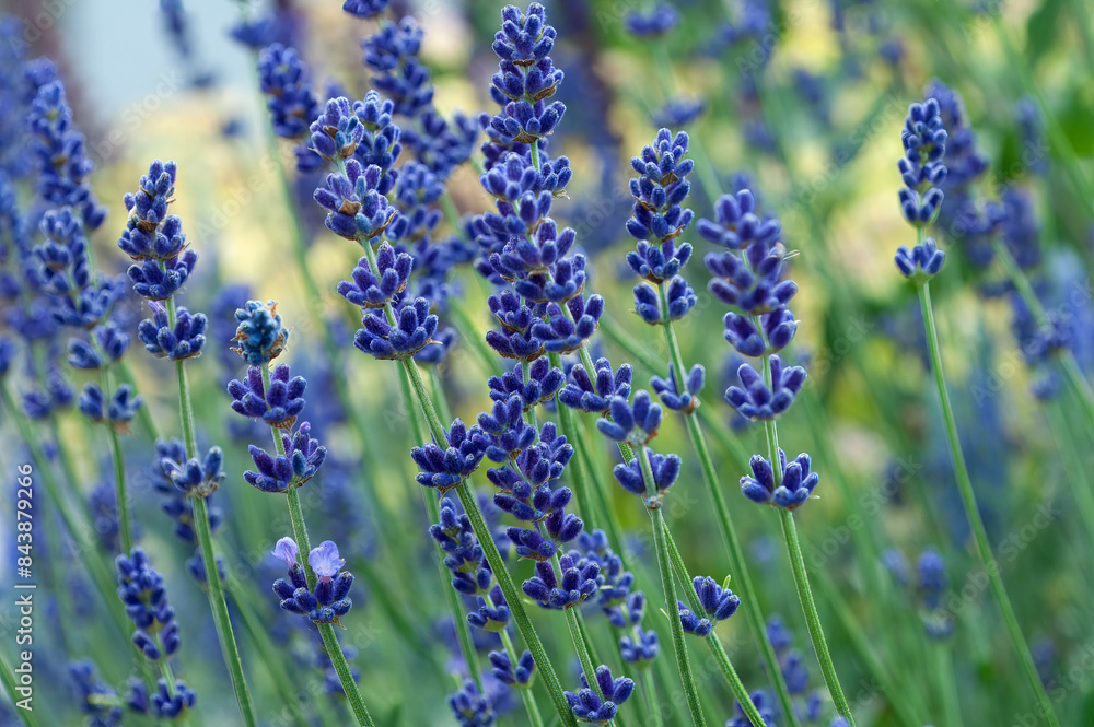 Fototapeta premium Close-up of blooming lavender flowers with a blurred green background