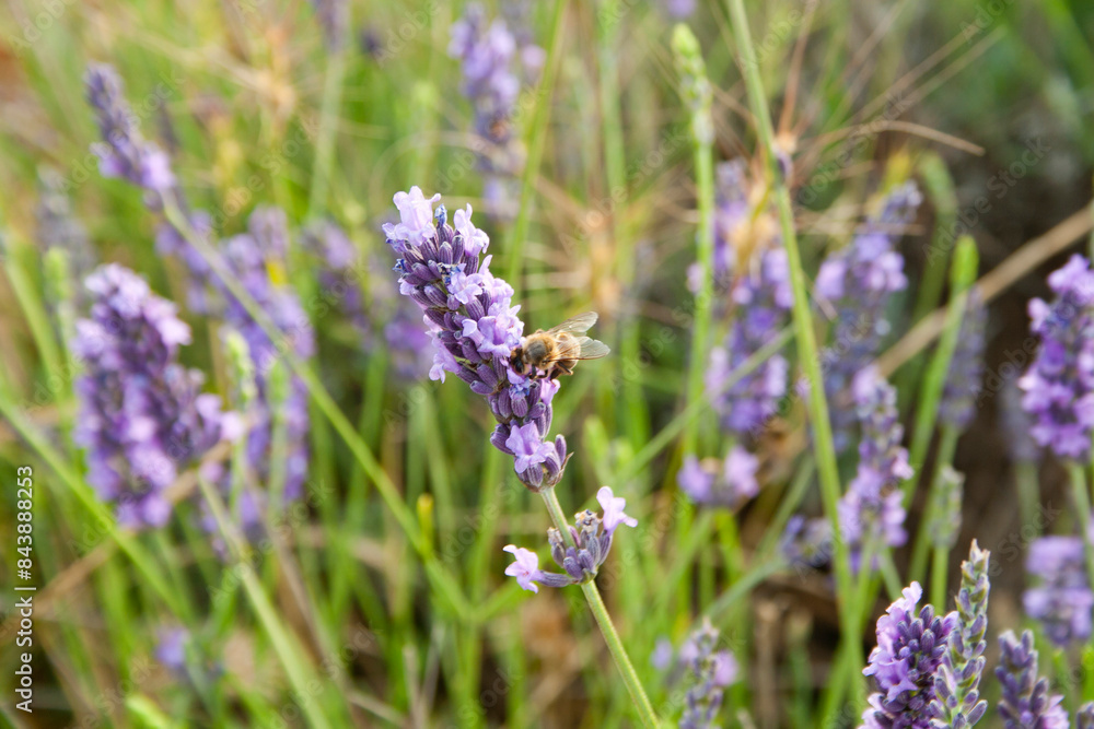 Obraz premium bee on a lavender grass