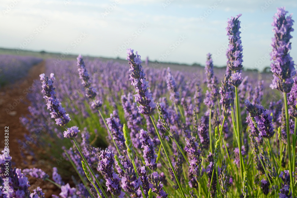 Obraz premium lavender detail on blurred background of clouds and clearings