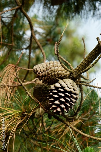 Closeup image of pinecones in a Monterey Pine Tree  Pinus Radiata.