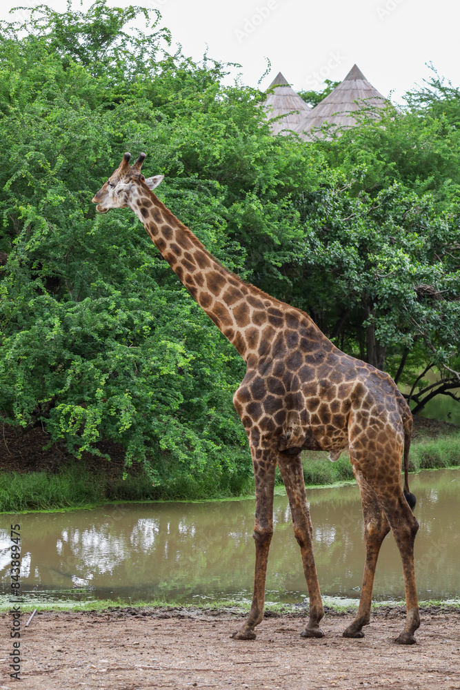 The giraff in the garden at nature sawana grass The giraff in the garden at nature sawana grass